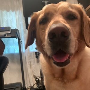 Meet your Posher, Sam